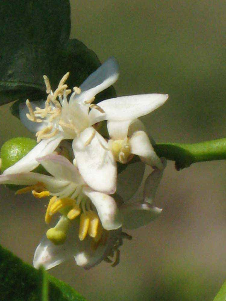              Flower (Kaffir, Winter Haven, FL)       